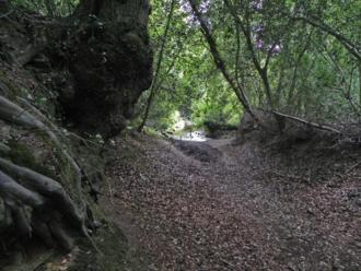 Photo of alternative trail